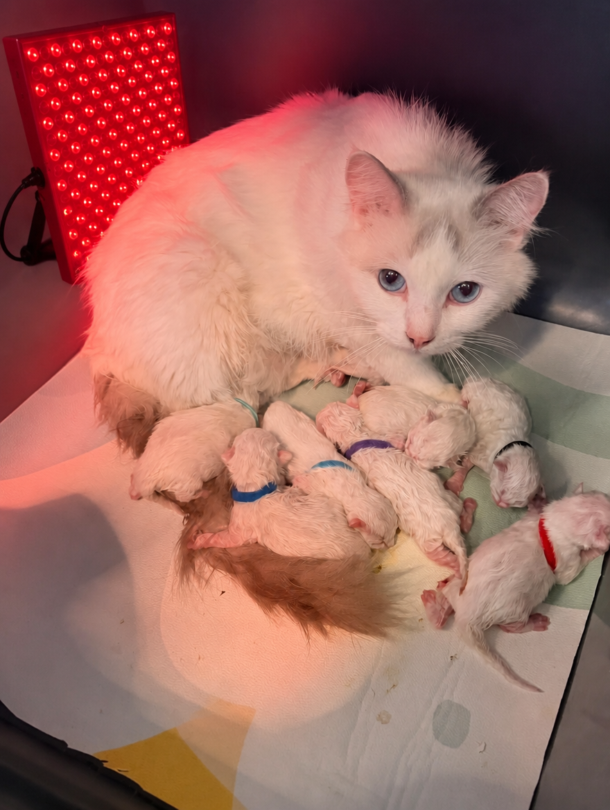 A Gentle Boost After Birth
